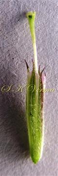  Calyx and Pistil